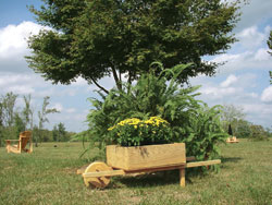 Wheelbarrow Planter